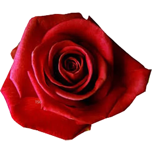 rose ed, rose scarlet, mawar merah, rosa nina ekuador, mawar merah dengan latar belakang putih