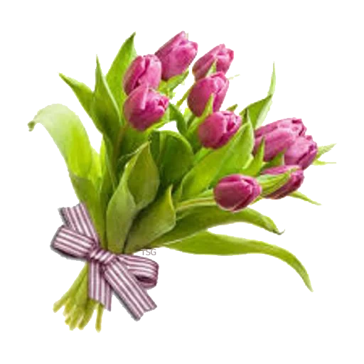 ramo de tulipan, bouquet de tulipanes, ramo de 11 tulipanes, ramos de flores tulipanes, bouquet de tulipanes rosados