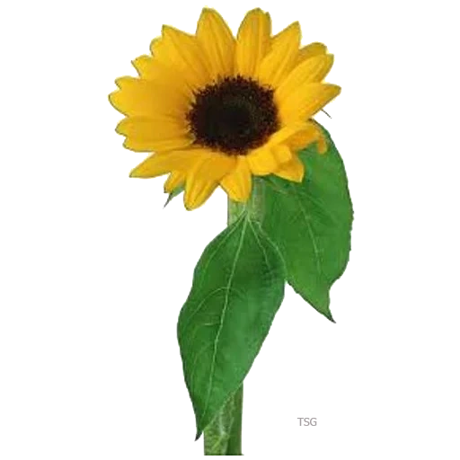 the stem of the sunflower, sunflower drawing, little sunflower, sunflower with a white background, sunflower with a transparent background