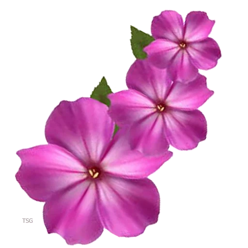 flowers, flowers flox, flox is pink, flox photoshop, the flowers are single