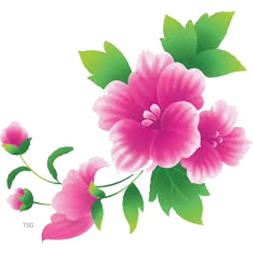 clipart flower, the flowers are transparent, flowers with a transparent background, flowers with a transparent background, malva flowers with a transparent background