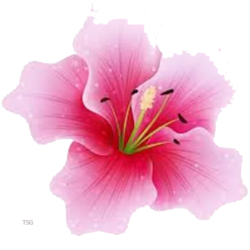 pink lilies, flowers without a background, the flowers are transparent, lily flowers are pink, flowers with a transparent background