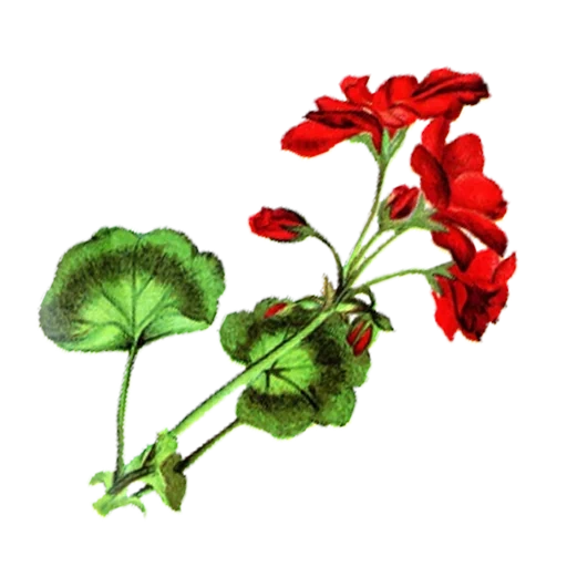 geranio, fiore di geranio, geranio rosso, pelargonium geranium, vector gerani pelargonium