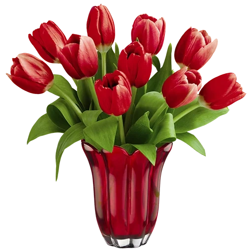 tulips, tulips bouquet, tulips with a white background, red tulips vase, bouquet of tulips with a white background