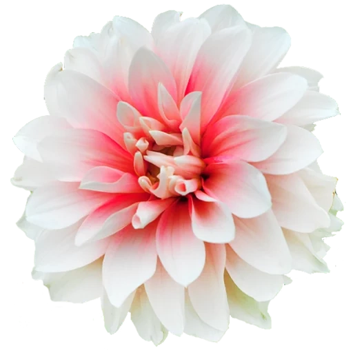 dahlia, the flowers of dahlias, white pink flowers, georgina with a white background, georgin astra bely