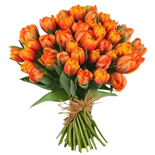 tulips bouquet, bouquet of tulips, orange tulips, orange tulips bouquet, tulip pionovidia orange