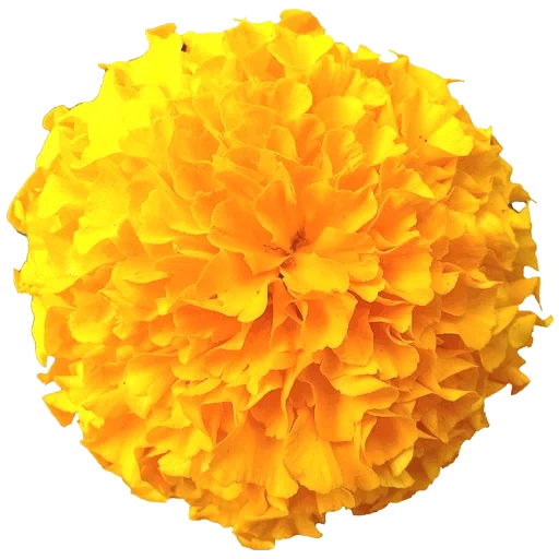 velvet flowers, velvetsy are yellow, marigold flower, with pompon velvet, velvet yellow white background