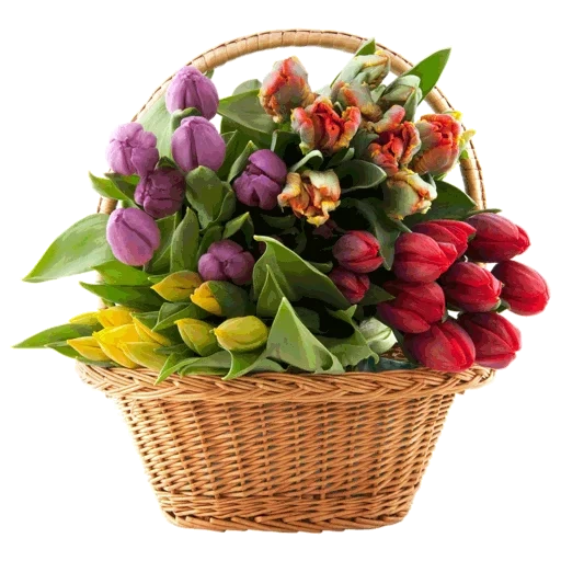 flowers basket, basket with tulips, basket with tulips, flowers are beautiful bouquets, tulips are beautiful bouquets