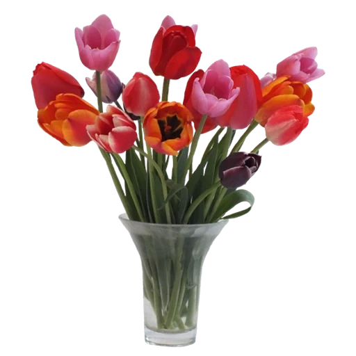 tulips vase, colorful tulips, bouquet of tulips vase, a small bouquet of tulips, bouquet of multi colored tulips