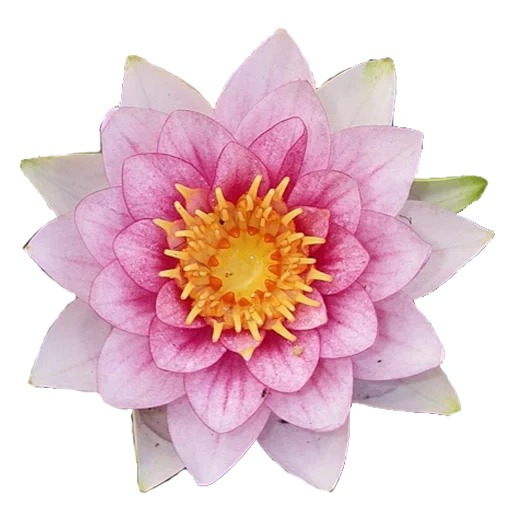 akhatov, lotuses, lotus flower, lotus anuradha, link flower