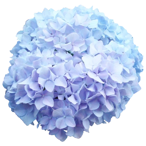hydrangea background, hydrangea flower, blue hydrangea, hydrangea hydrangea, hydrangea hydrangea is blue