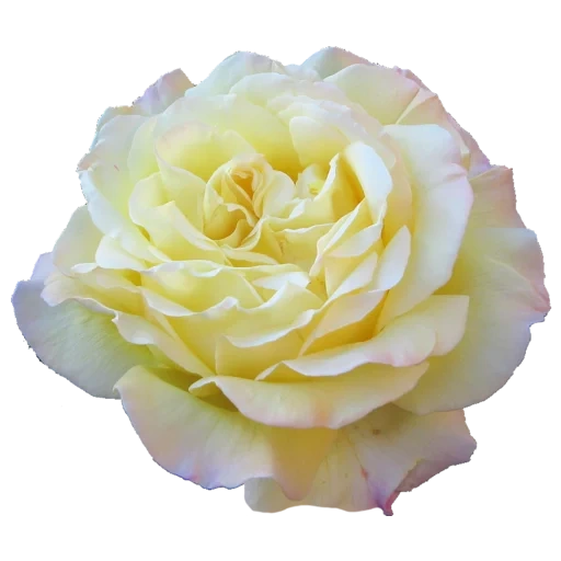 roses, roses are yellow, floribunda rose, rosa kandelaite ecuador, cream rose with a white background