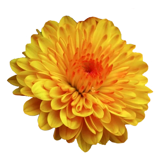 chrysanthemum king ello, yellow margarita with a white background, the yellow chrysanthemum is cartoony, orange chrysanthemums with a white background, yellow dahlias with a transparent background
