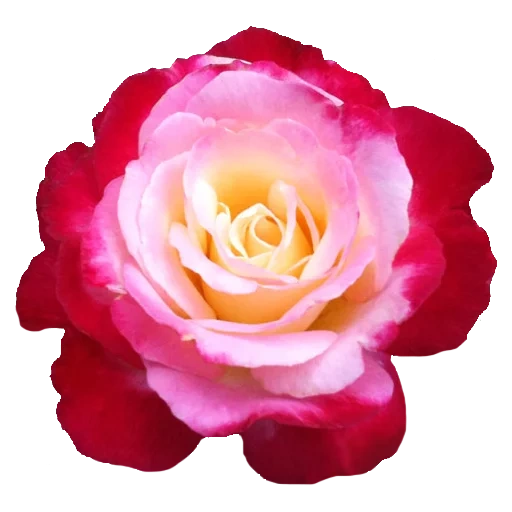 roses, pink rose, rosa sultan, beautiful roses, tea hybrid roses