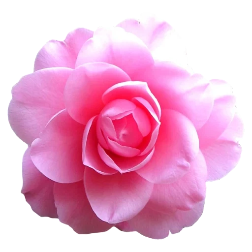 roses are pink, camellia flower, pink flower, pink flowers, flowers pink roses