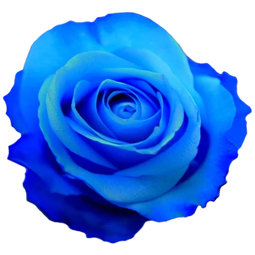 blue rose, blue rose, blue flower, rosa tinted blue, rose blue lagoon