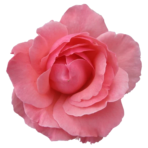 rose flower, pink roses, pink flower, camellia is pink, flowers pink roses