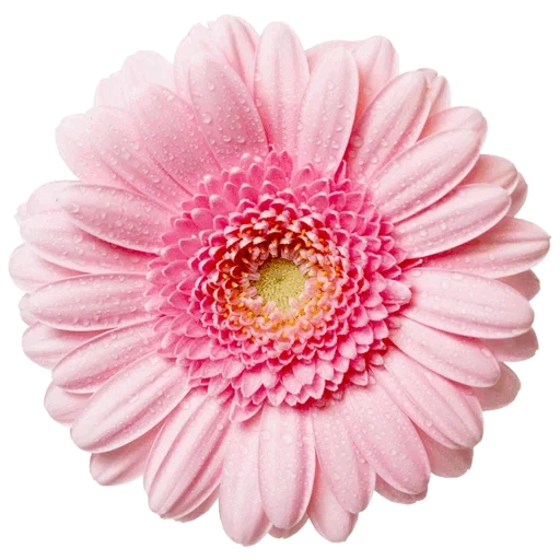 pink flowers, clipart flowers, gerbera flower, gerbera is pink, gerbera petals white background