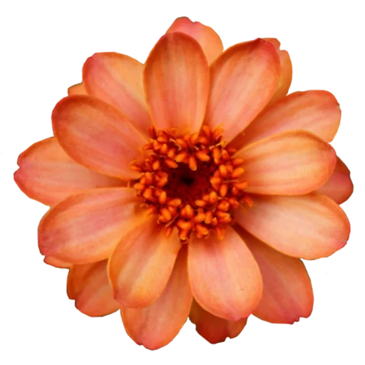 flower flower, the flowers of dahlias, orange flowers, orange flowers, orange flowers with a transparent background