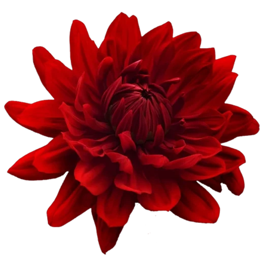 dahlias, the flowers of dahlias, red dahlia flowers, dahlias red ribbon, a transparent background flower