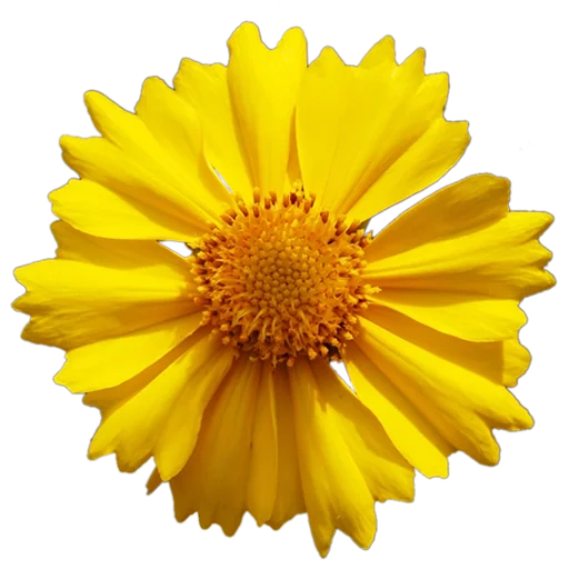 yellow flowers, chamomile is yellow, flower petals, yellow chamomile vector, yellow flowers with a white background