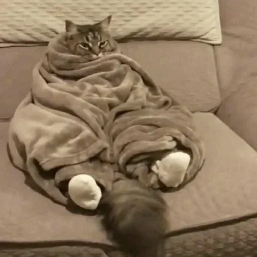кот, кошка, кот одеяле, смешные кошки, милые котики смешные