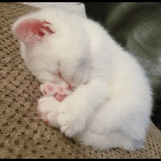 кошки милые, милые котики, котенок белый, милые котики белые, спящий белый котенок