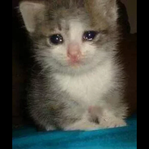 котик слезами, плачущие коты, плачущий котик, плачущий котенок, грустный котик мем