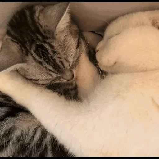 кот, кошка, котик, животные милые, обнимающиеся котики