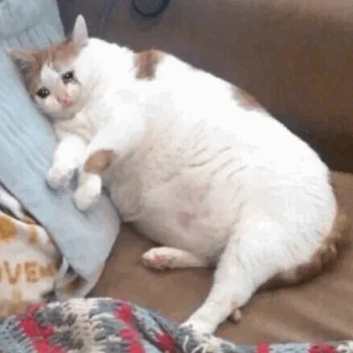 жирный кот, толстый кот, кошка толстая, толстый кот мем, толстый плачущий кот