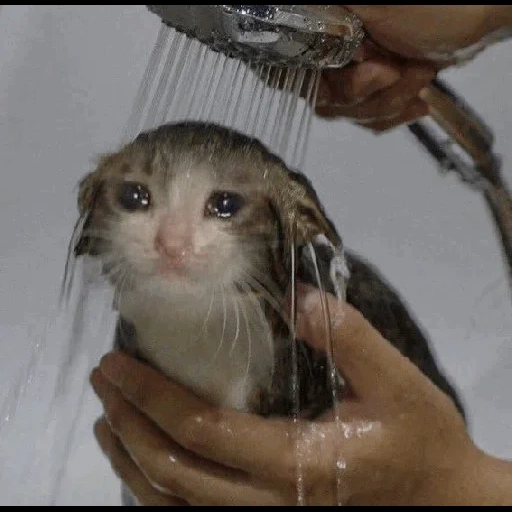 кот, плачущий котик, мокрый кот мем, котенок грустный, плачущий кот под душем