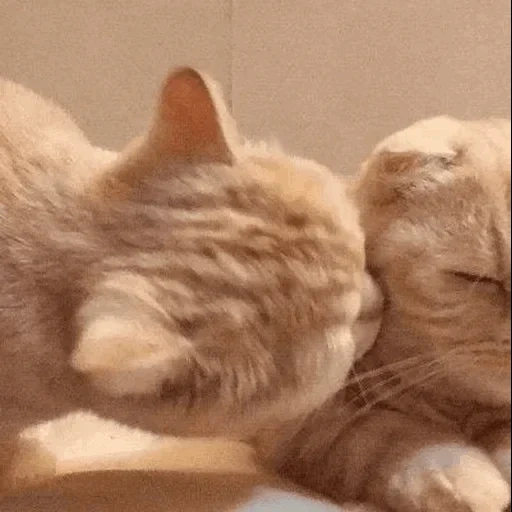 кот, котик, котики целуются, котики обнимашки, обнимающиеся котики