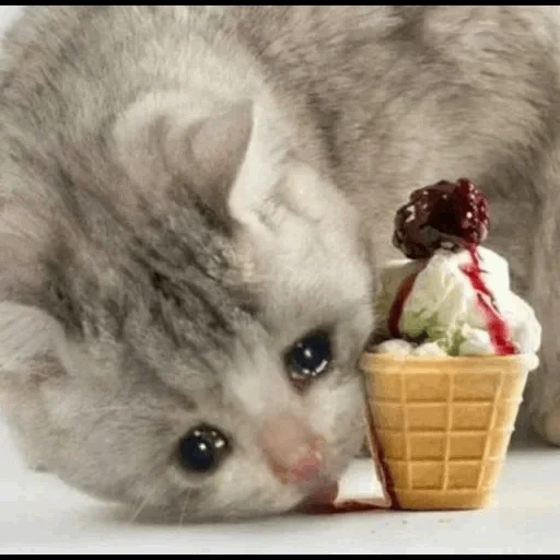 котики, кошка нос, милые котики, котенок мороженое, кошка ест мороженое