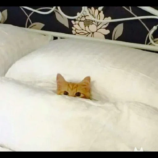 кот, cat sleep, кровать кота, котик кровати, кровать котёнок