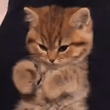cats, seals are ridiculous, cute cats are funny, a charming kitten, gif kitten waving its paws