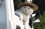cat, webm, funny cat, a cheerful animal, straw hat cat
