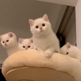 кот, кошка, котики, кошка белая, белый британский кот
