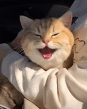 cat, cat, cats, the kitten smiles a meme