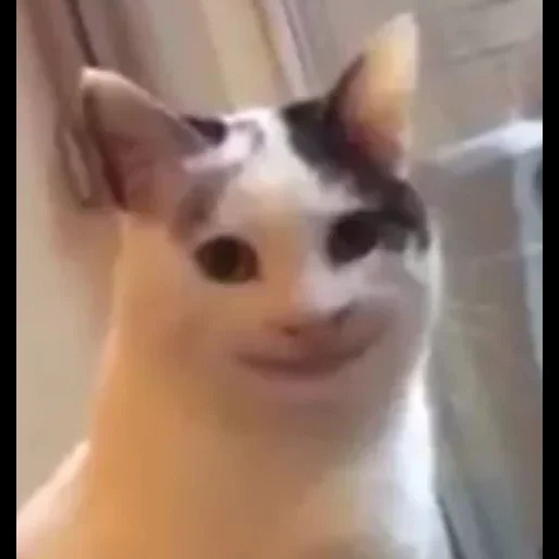 gato, mem cat, o gato sorri no meme, gato sorridente, um gato memêmico sorri