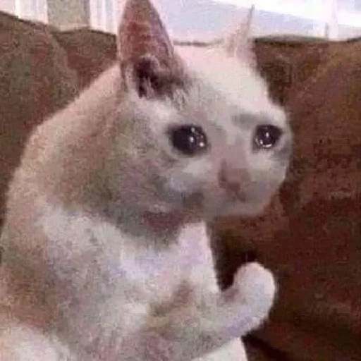 gato de meme, gato llorando, gatos lloradores, memes de gatos llorando, llorando gato meme original