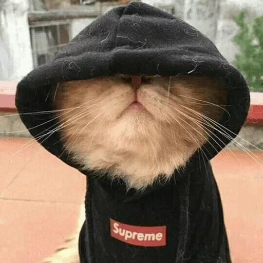 der kater, katzen, katze, die katze ist ein sweatshirt, die katze ist eine kapuze mit einer kapuze