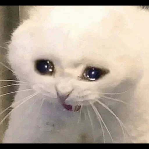 deep breathing cat, crying cat, sad cat, crying cat, sad cat meme