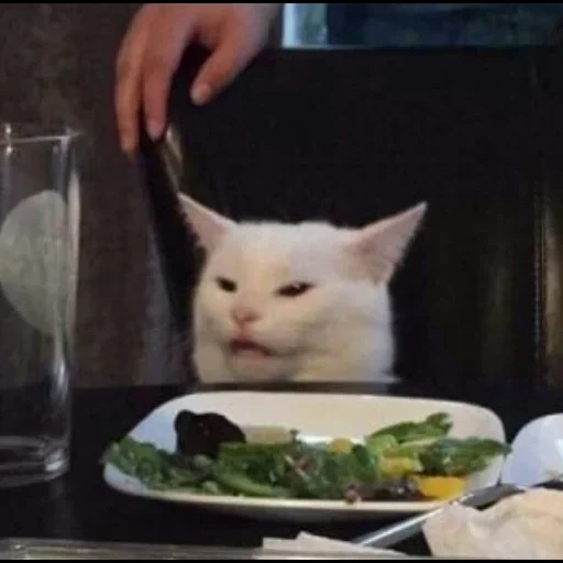 kucing, meme kucing, kucing di atas meja, kucing di atas meja, meme kucing di meja makan