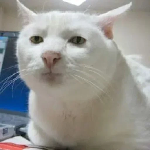 gatto, il suo gatto è un meme, gatto serio, gatto serio, meme gatto serio