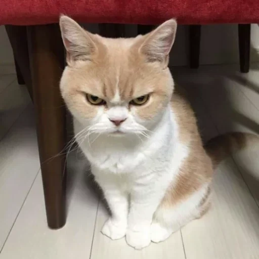 cat, evil cat, frowning cat, a disgruntled cat, the most angry cat
