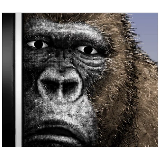 gorila, gorila preto, rosto gorila, retrato de gorila, gorila macaco