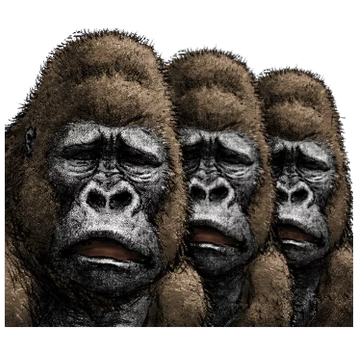 candaan, gorila, wajah goril, berat king kong 2021, orang pertama