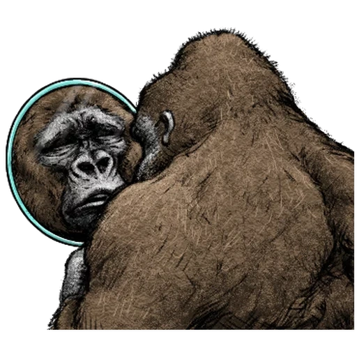 gorilla, goril di una femmina, steenka gorilla, gorilla occidentale, monkey gorilla