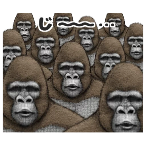 gorila, wajah gorila, gorila bau, gorila makumba, profil gorila