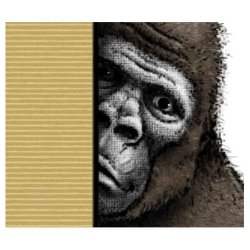 gorille, un singe, face goril, le gorille souriait, profil goril